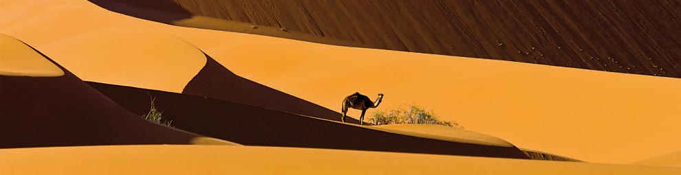 duna e cammello