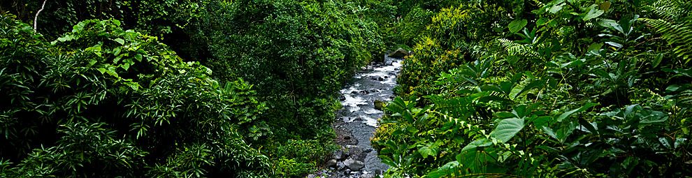 foresta comoriana