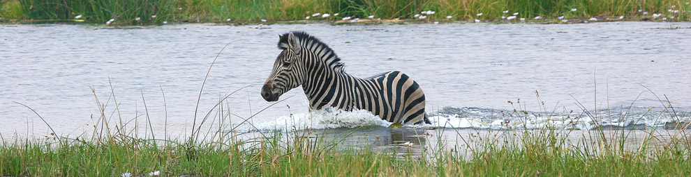 zebra nell'Okavango