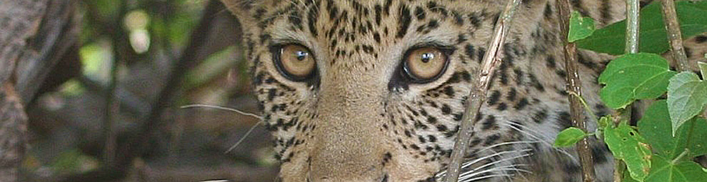 leopardo